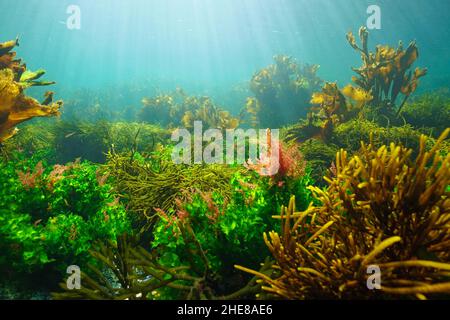 Unterwasserlandschaft, grüne, braune und rote Algen im Ozean mit natürlichem Sonnenlicht, Ostatlantik, Spanien, Galizien Stockfoto