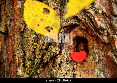 Herz in Einem Baumknochel mit herbstlich gefärbten Blättern Stockfoto