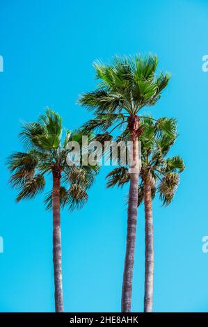 Drei Palmen Gegen Klaren Blauen Himmel Auf Mallorca, Spanien Stockfoto