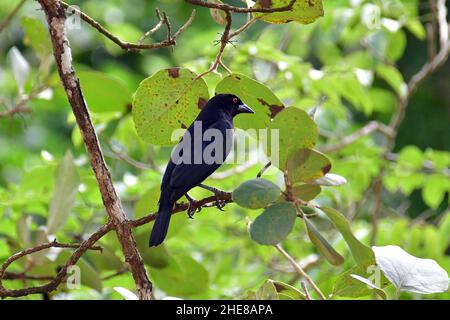 Gebräunter Kuhvögel, Rotaugiger Kuhvögel, Rotaugenkuhstärkling, Molothrus aeneus, vörösszemű gulyajáró, Mexiko, Nordamerika Stockfoto