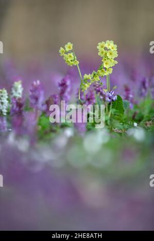 Frühblüher Stockfoto