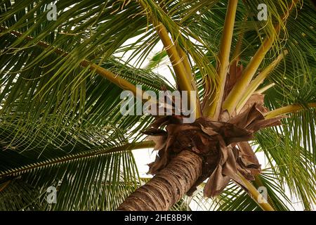 Blick auf die Unterseite einer Palme Stockfoto