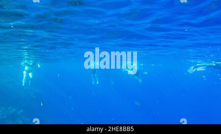 Touristen schwimmen im Meer. Rotes Meer Stockfoto