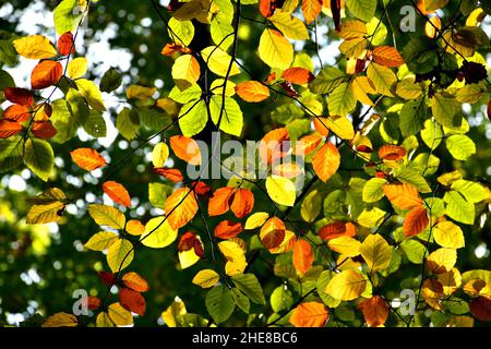 Herbstlich Gefärbte Buchenblätter Auf Bäumen In Grün Und Braun, Hinterleuchtet Stockfoto