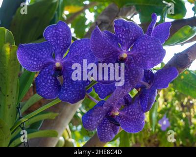 Blumen, wunderschöne Vanda Orchideen, Pachara Delight Blue, blüht in voller Blüte in Coastal NSW Australia Stockfoto