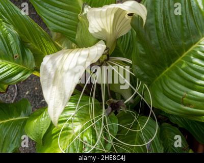 Blühende Blumen, weiße Fledermausblüte, große grüne Blätter, Tacca integrifolia, australischer subtropischer Küstengarten Stockfoto