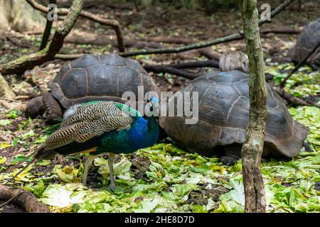 Riesige Seychellen-Schildkröten und Pfauen im Park auf der Insel Prizon, Sansibar, Tansania Stockfoto
