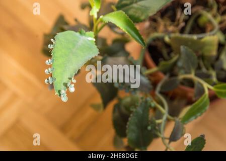 Zuchtblatt Der Kalanchie Daigremontiana - Thick Leaf Plant Stockfoto