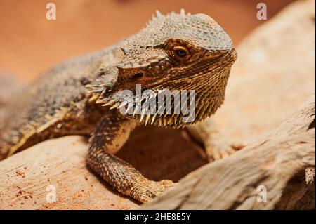 Weiblicher Bartdrache Im Terrarium Breitet Seinen Bart Aus Stockfoto