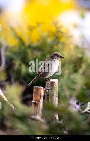 Spatz Stockfoto