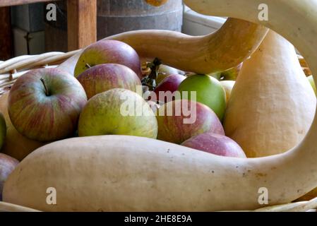 Weidenkorb mit Äpfeln, Annurche-Sorten und Winterkürbissen Stockfoto