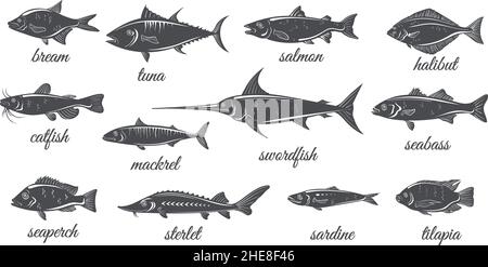 Süßwasser und marine Silhouette Fische. Fisch Vintage Silhouetten, Wels Heilbutt Tilapia Lachs Makrele Thunfisch Bass Sardine Schwertfisch Brassen Meeresfrüchte-Menü nette Symbole. Silhouette Fisch Illustration Stock Vektor