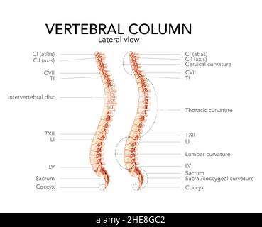 Seitenansicht der menschlichen Wirbelsäule mit beschrifteten Hauptteilen, mit und ohne Bandscheibe. Vektor flach realistische Konzeptdarstellung in natürlichen Farben, Wirbelsäule isoliert auf weißem Hintergrund Stock Vektor