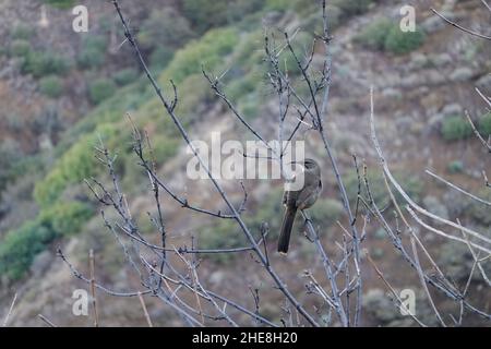 Ein Kalifornien Thrasher (Toxostoma Redivivum) singt im frühen Morgenlicht. Vor allem in Kalifornien und Baja California gefunden. Stockfoto