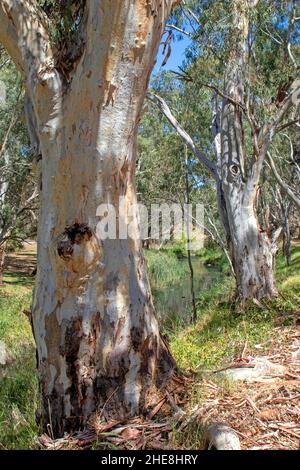 River Red Gums entlang des River Torrens in Adelaide Stockfoto