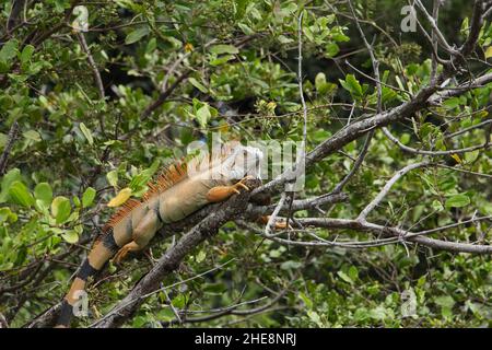 Iguana thronte auf einem Zweig und suchte nach einer Paarung für die Saison. Stockfoto