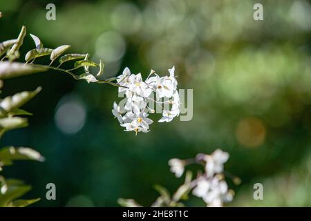 Kartoffelrebe, Jasmin Nachtschatten blüht an einem sonnigen Tag im Garten Stockfoto