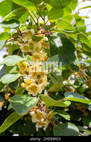 Der Frühling bringt die Kiwifruit-Reben in Blüte auf einem Obstgarten auf der Nordinsel, Neuseeland Stockfoto