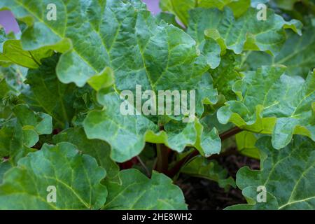 Eine gesunde Rhabarberpflanze, die in einem Bio-Garten wächst und die leuchtend grünen Blätter zeigt, die giftig zu fressen sind. Stockfoto