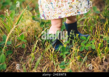 Kind in Gummistiefeln unter jungen Sojabohnen. Pflanze Glycine max, Sojabohnen. Lambsquarters Sojabohnen sprießt auf einem unencidesed ohne einzelne nicht-Rest ihr Stockfoto