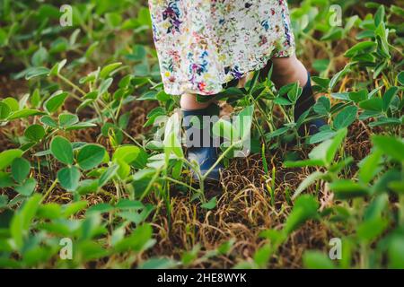 Kind in Gummistiefeln unter jungen Sojabohnen. Pflanze Glycine max, Sojabohnen. Lambsquarters Sojabohnen sprießt auf einem unencidesed ohne einzelne nicht-Rest ihr Stockfoto