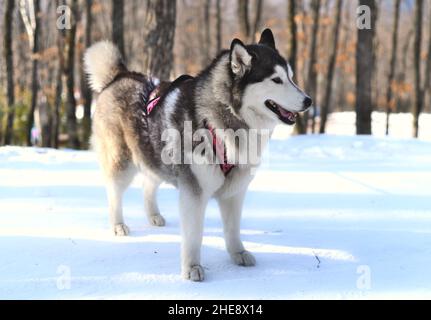 Junger Malamute, der an einem Wintertag wegschaut. Nahaufnahme Stockfoto