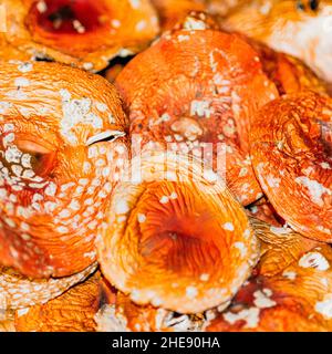 Schöne helle getrocknete Kappen Pilze rote Fliege agarisch Stockfoto