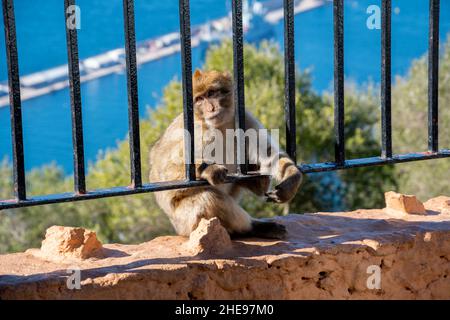 Ein junger Makaken-Barbarenaffen hinter einem Eisentor mit dem Mittelmeer hinter Gibraltar, Großbritannien. Stockfoto