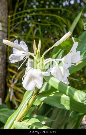 Hedychium coronarium, die weiße Girlande-Lilie[ oder weiße Ingwerlilie,[s eine mehrjährige blühende Pflanze in der Ingwerfamilie Zingiberaceae, Stockfoto