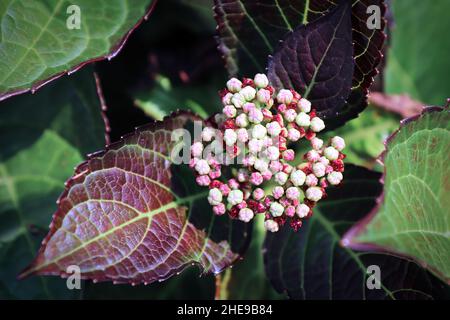 Rosa und grüne Blütenknospen auf einer Hortensia-Pflanze Stockfoto