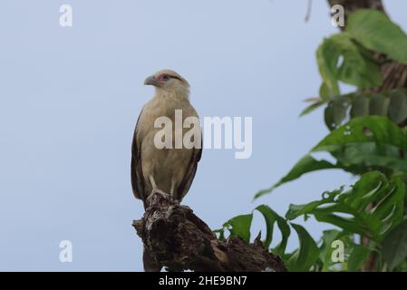 Gelbköpfiger Caracara, Milvago chimachima, dargestellt in der Provinz Chiriqui im Westen Panamas. Stockfoto
