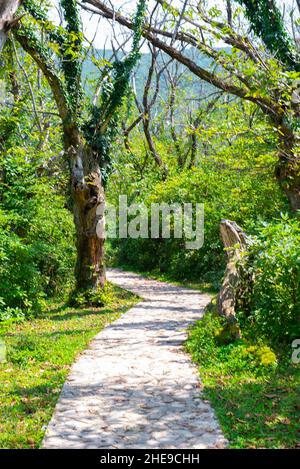 Kopfsteinpflasterweg führt zuerst durch den Wald Stockfoto