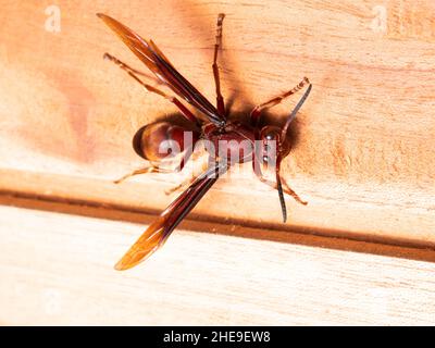 Ropalidia fasciata, eine gewöhnliche Papierwespe, ist eine weit reichende Art, die von Indien auf die Kleinen Sundainseln, Palawan, Stockfoto