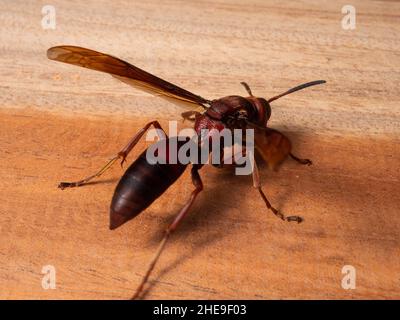 Ropalidia fasciata, eine gewöhnliche Papierwespe, ist eine weit reichende Art, die von Indien auf die Kleinen Sundainseln, Palawan, Stockfoto