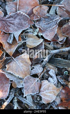 Blätter, die mit Eis bedeckt sind und auf dem Boden liegen, bilden wunderschöne Muster und Texturen aus grauen, blauen und braunen Farben. Stockfoto