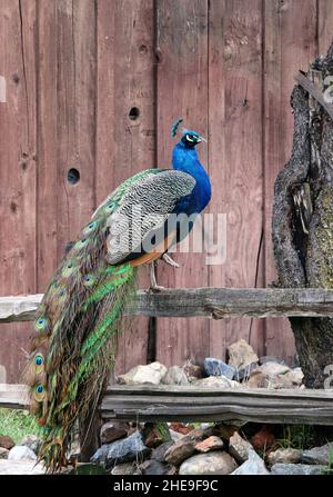 Ein Pfau mit einem strahlend blauen Kopf und atemberaubenden Schwanzfedern thront auf einem Zaun bei einer alten Scheune im ländlichen Sonora County. Zufällige Sichtung dieser mag Stockfoto