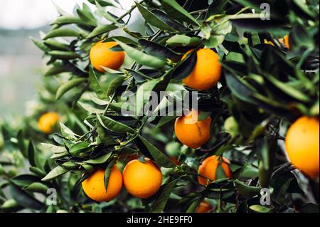 Orangen hängen an einem Baum in Kalifornien Stockfoto