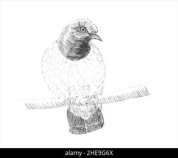 Bleistiftskizze einer Taube, die auf einem Ast auf weißem Papier sitzt. Feine Freihandzeichnung in minimalistischem Stil. Moderne monochrome kreative Vektorgrafik Stock Vektor