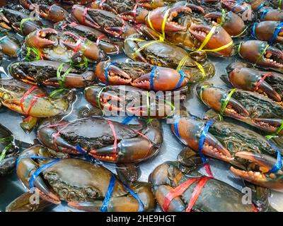 Rohe Krabben auf Eis, frische Meeresfrüchtekrabben für gekochte Speisen im Restaurant oder auf dem Fischmarkt, Schlammkrabben Stockfoto