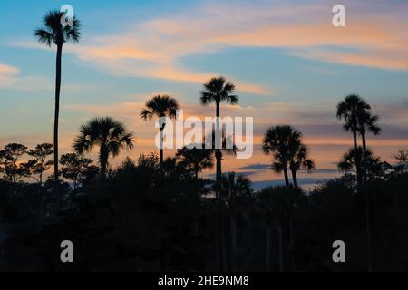 Auf dem TPC Sawgrass Stadium Course in Ponte Vedra Beach, Florida, wurden Palmen vor dem wunderschönen Sonnenuntergang in Florida mit Silhouetten gesäumt. (USA) Stockfoto