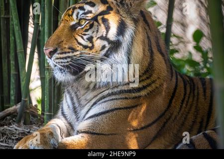 Regal Sumatran Tiger (Panthra tigris sumatrae) im Jacksonville Zoo und den Gärten in Jacksonville, Florida. (USA) Stockfoto