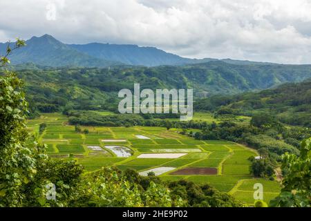 Landschaftlich schöner Blick auf Tarofelder im wunderschönen Hanalei Valley, Kauai Island, Hawaii Stockfoto