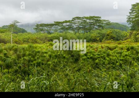 Landschaftlich reizvolle, neblige Landschaft in der Nähe des Keahua Arboretum auf der Kauai Insel, Hawaii Stockfoto