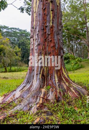 Wunderschöne Regenbogen-Eukalyptusbäume in Keahua Arboretum auf Kauai Island, Hawaii Stockfoto