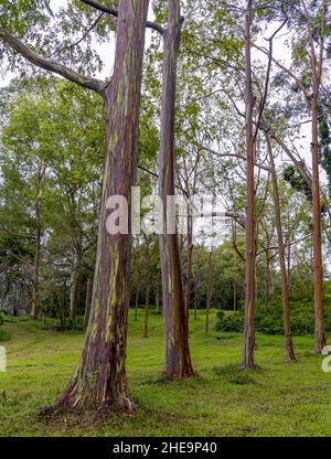 Wunderschöne Regenbogen-Eukalyptusbäume in Keahua Arboretum auf Kauai Island, Hawaii Stockfoto