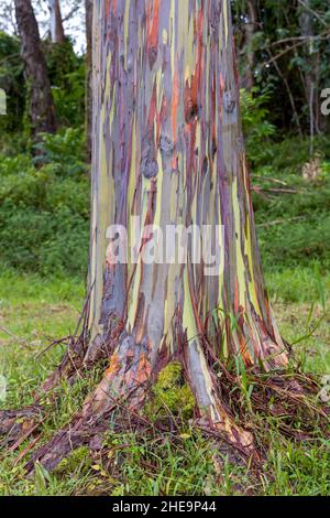 Wunderschöne Regenbogen-Eukalyptusbäume in Keahua Arboretum auf Kauai Island, Hawaii Stockfoto