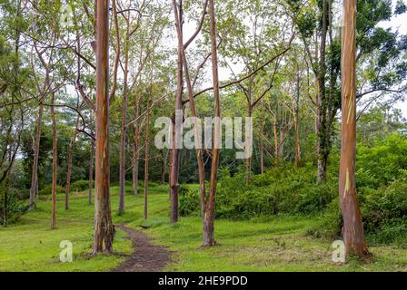 Wunderschöne Regenbogen-Eukalyptusbäume in Keahua Arboretum auf Kauai Island, Hawaii Stockfoto