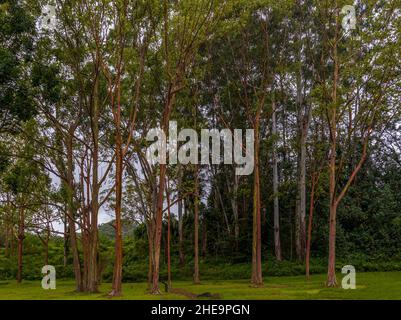 Wunderschöne Regenbogen-Eukalyptusbäume in Keahua Arboretum auf Kauai Island, Hawaii Stockfoto