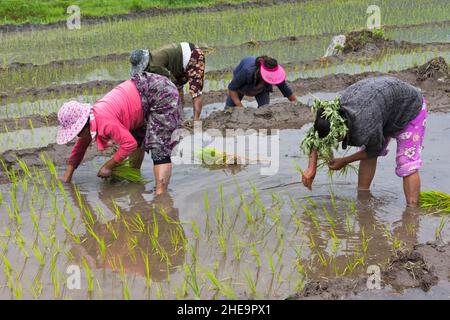 Farmers Verpflanzen Reis Setzlinge, Punakha, Bhutan Stockfoto