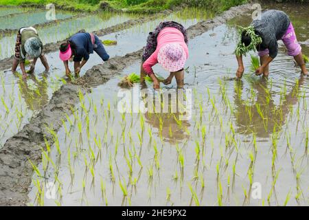 Farmers Verpflanzen Reis Setzlinge, Punakha, Bhutan Stockfoto